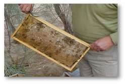 جداسازی جرب آکاراپیس از زنبور عسل برای اولین بار در خوزستان